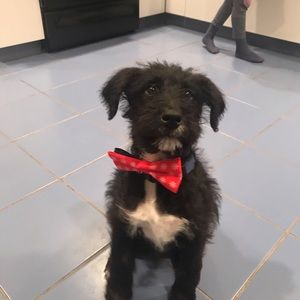 Meet your Posher, Steve